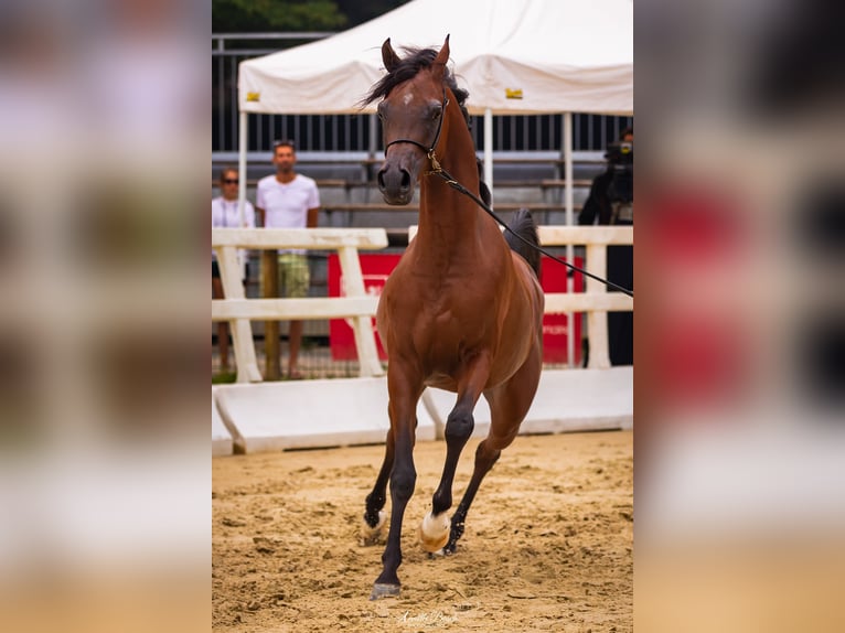 Pura Raza Árabe Semental 2 años Castaño rojizo in Bordeaux