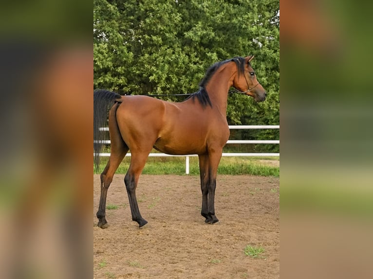 Pura Raza Árabe Semental 2 años Castaño in Stryk&#xF3;w