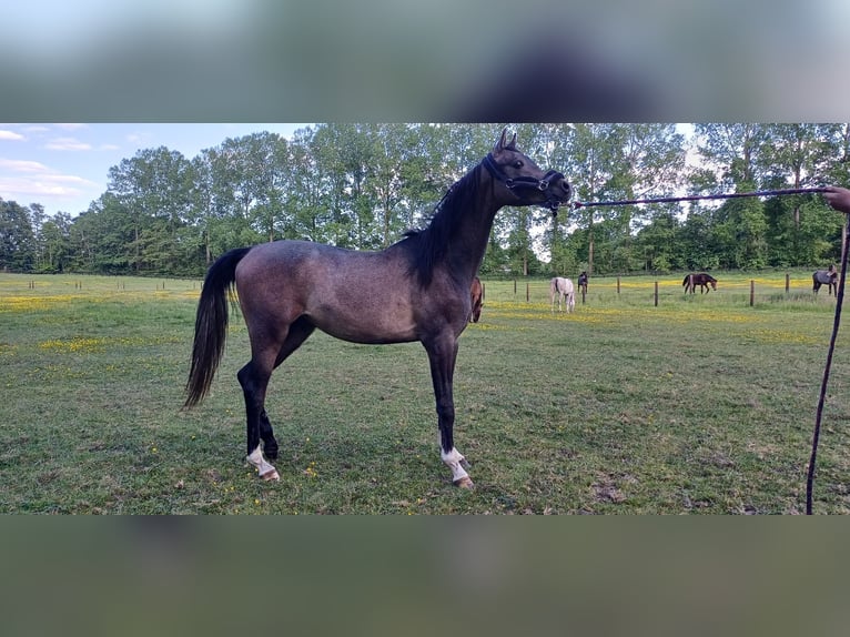 Pura Raza Árabe Semental 2 años Tordo in Turnhout