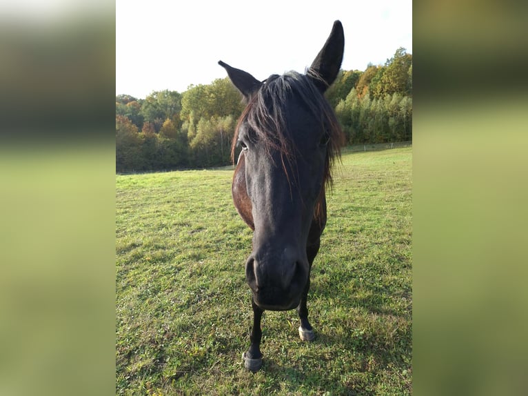 Pura Raza Árabe Semental 3 años 145 cm Negro in Grabownica Starzeńska