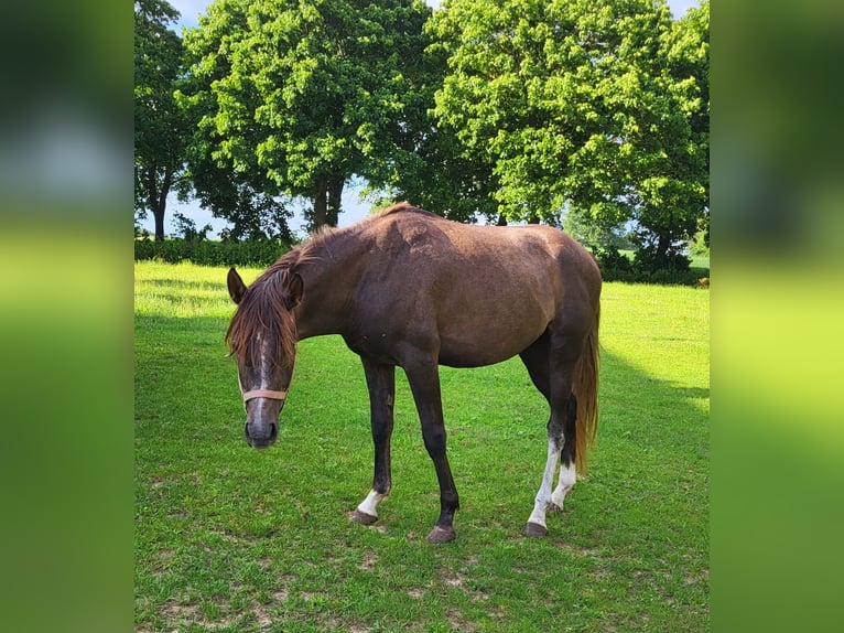 Pura Raza Árabe Semental 3 años 148 cm Tordo in Lubiszyn