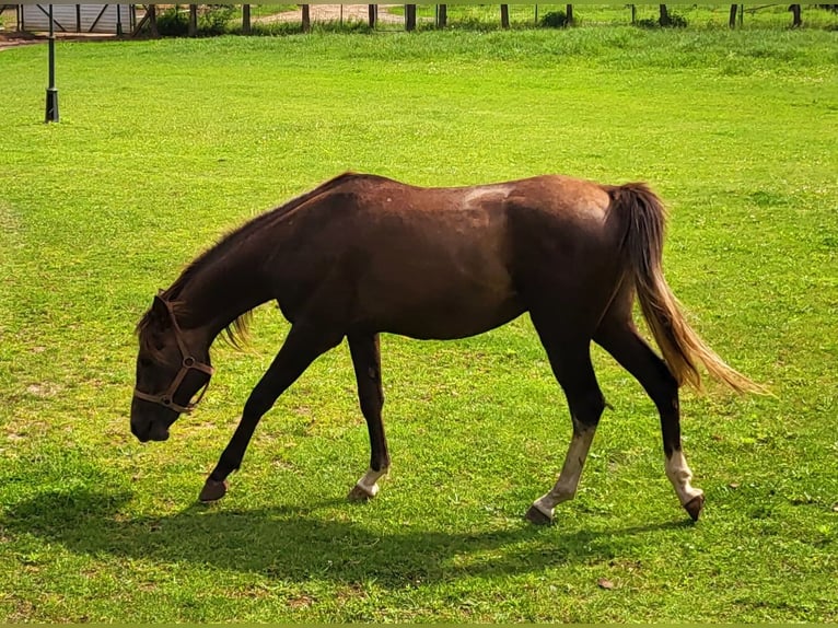 Pura Raza Árabe Semental 3 años 148 cm Tordo in Lubiszyn