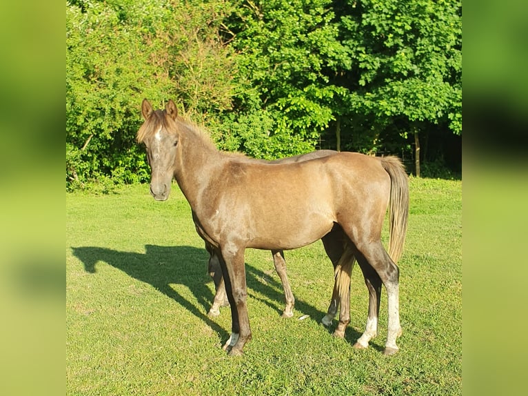 Pura Raza Árabe Semental 3 años 148 cm Tordo in Lubiszyn