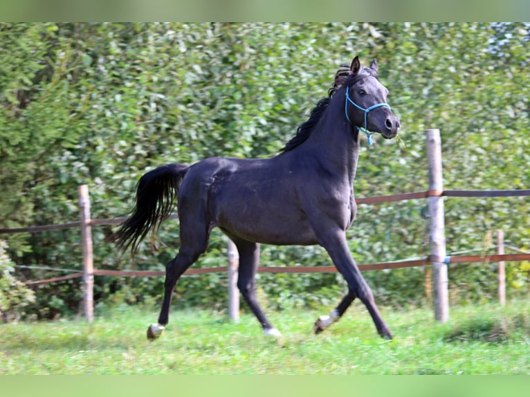 Pura Raza Árabe Semental 3 años 150 cm Negro in Zalesie