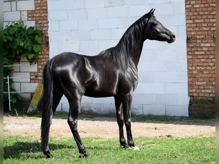 Pura Raza Árabe Semental 3 años 150 cm Negro in Zawidz Ko&#x15B;cielny