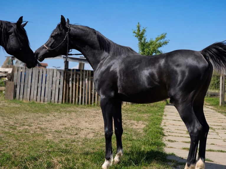 Pura Raza Árabe Semental 3 años 150 cm Negro in HagendornHagendorn