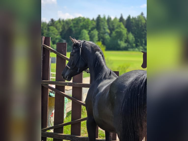 Pura Raza Árabe Semental 3 años 150 cm Negro in HagendornHagendorn
