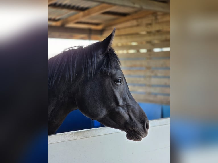 Pura Raza Árabe Semental 3 años 150 cm Negro in HagendornHagendorn
