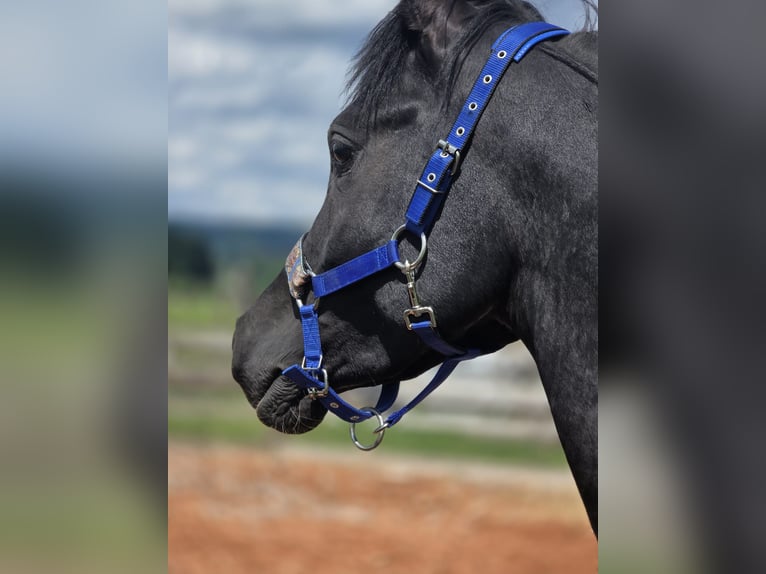 Pura Raza Árabe Semental 3 años 150 cm Negro in HagendornHagendorn