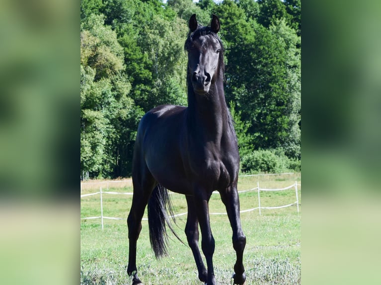 Pura Raza Árabe Semental 3 años 150 cm Negro in Zawidz Ko&#x15B;cielny