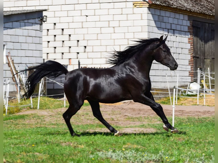 Pura Raza Árabe Semental 3 años 150 cm Negro in Zawidz Ko&#x15B;cielny