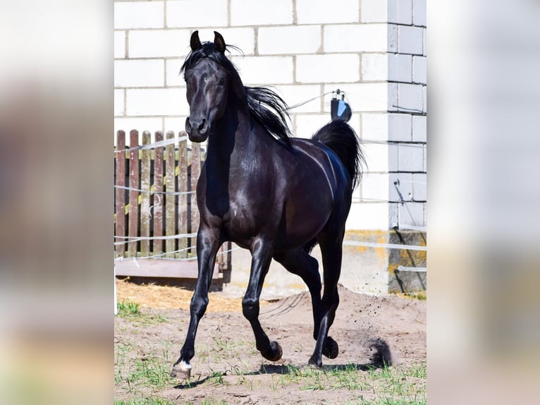 Pura Raza Árabe Semental 3 años 150 cm Negro in Zawidz Ko&#x15B;cielny