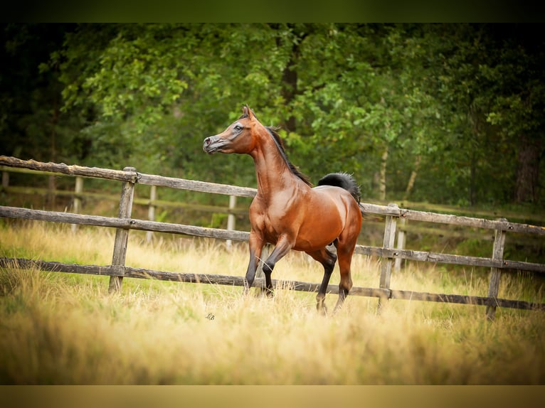 Pura Raza Árabe Semental 3 años 151 cm Castaño oscuro in BELOEIL