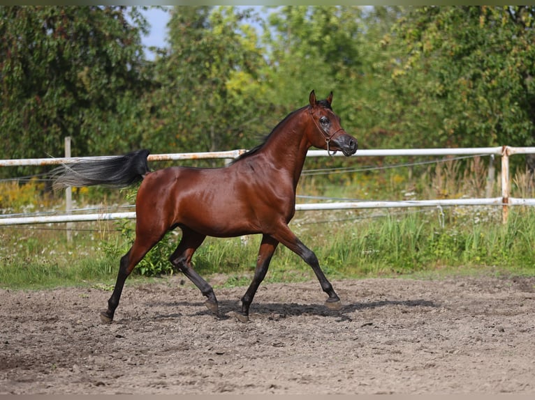 Pura Raza Árabe Semental 3 años 153 cm Castaño in Lodz