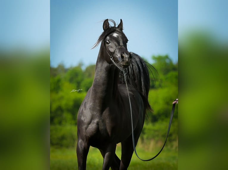 Pura Raza Árabe Semental 3 años 153 cm Negro in Krajna Polana