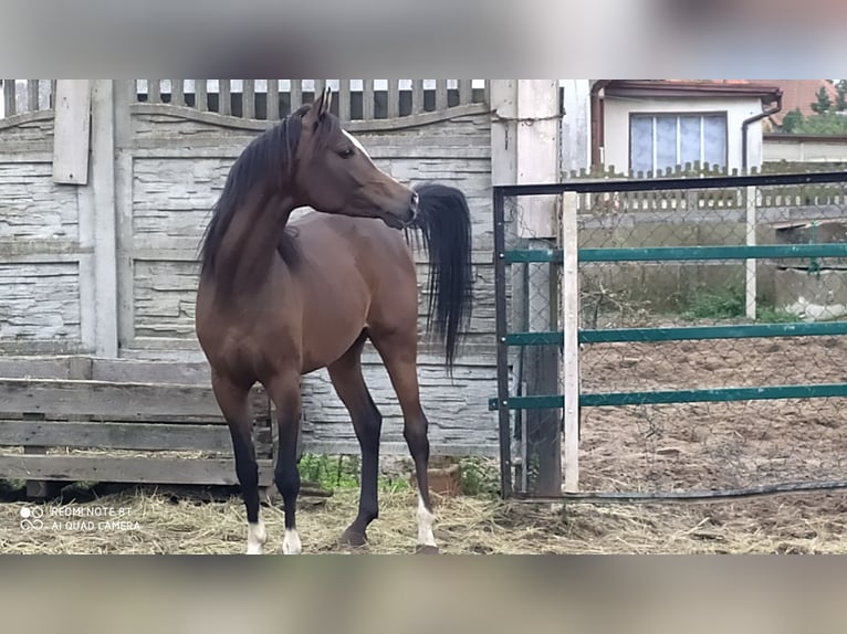 Pura Raza Árabe Semental 3 años 155 cm Morcillo in Radłów