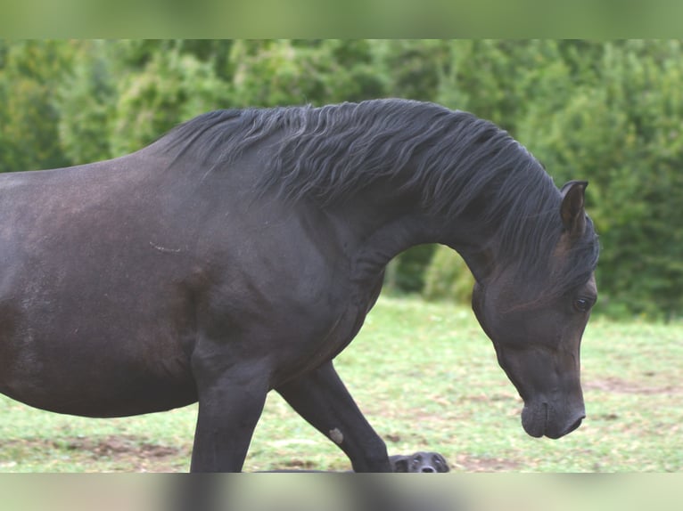 Pura Raza Árabe Semental 3 años 155 cm Tordo in Koprivnica