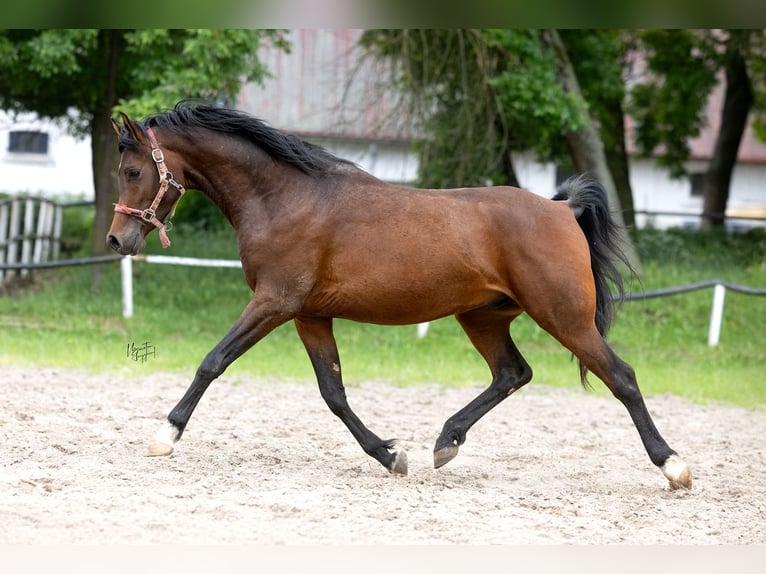 Pura Raza Árabe Semental 3 años 156 cm Castaño oscuro in Kurozweki