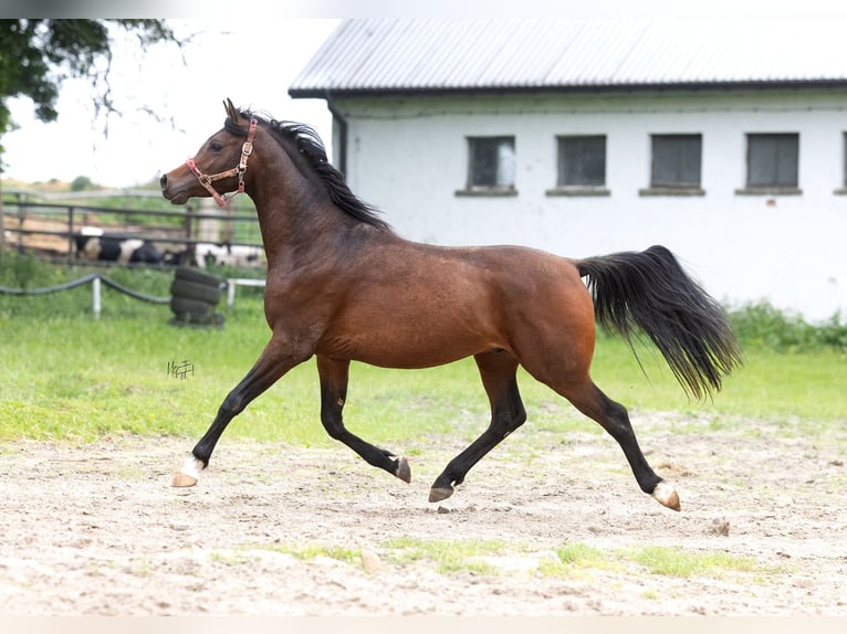 Pura Raza Árabe Semental 3 años 156 cm Castaño oscuro in Kurozweki