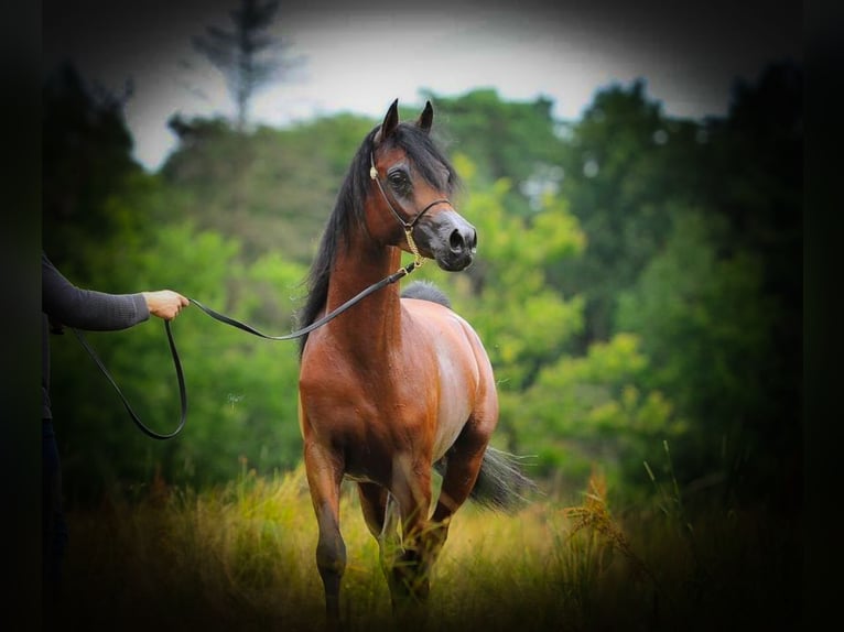 Pura Raza Árabe Semental 3 años 156 cm Castaño oscuro in BELOEIL