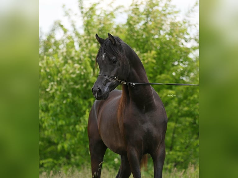 Pura Raza Árabe Semental 3 años 157 cm Negro in Lodz