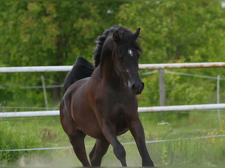 Pura Raza Árabe Semental 3 años 157 cm Negro in Lodz