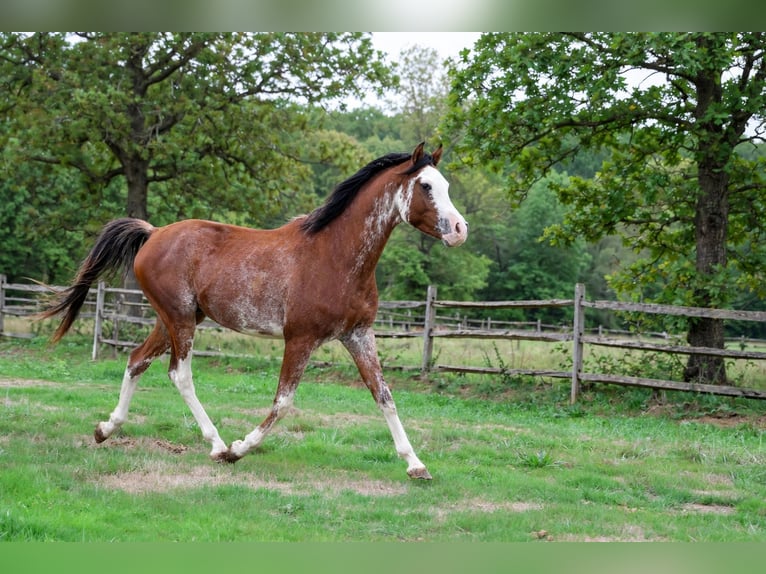 Pura Raza Árabe Semental 3 años 159 cm Sabino in goven