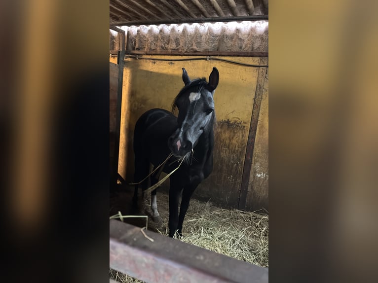 Pura Raza Árabe Semental 3 años in Italy