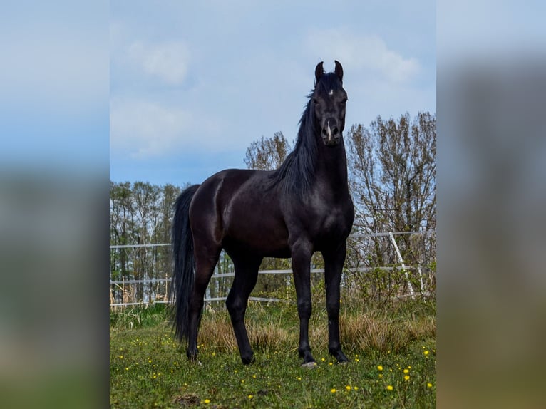 Pura Raza Árabe Semental 3 años Negro in Koło