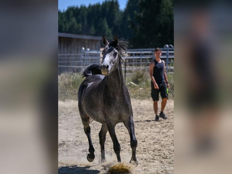 Pura Raza Árabe Semental 3 años Tordillo negro in Wain