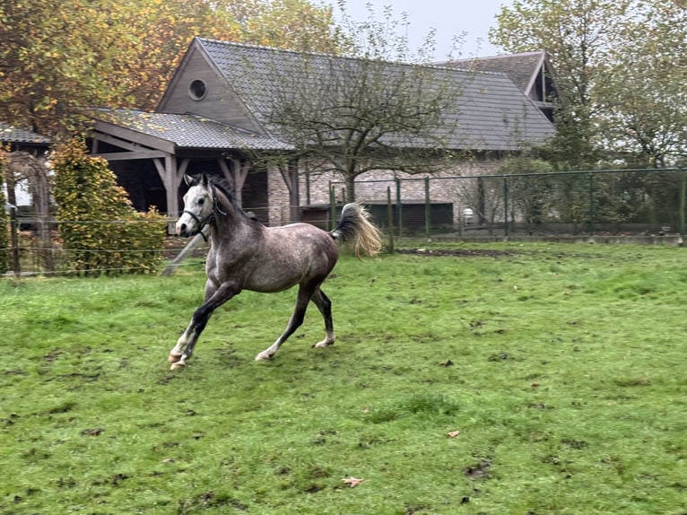 Pura Raza Árabe Semental 3 años White/Blanco in Brakel