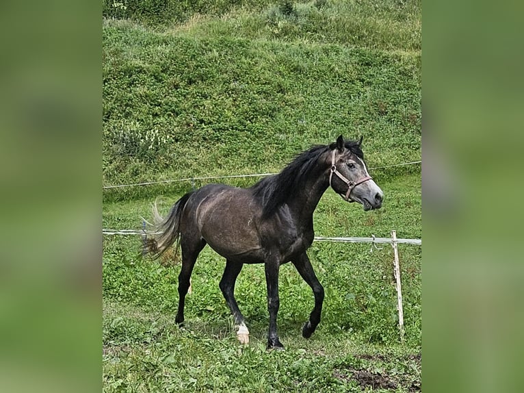 Pura Raza Árabe Semental 4 años 146 cm Tordillo negro in Matt