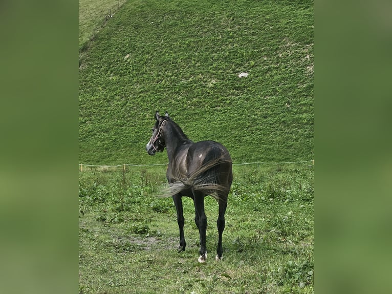 Pura Raza Árabe Semental 4 años 146 cm Tordillo negro in Matt
