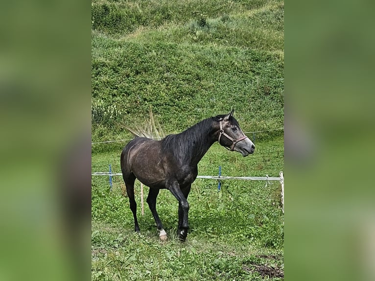 Pura Raza Árabe Semental 4 años 146 cm Tordillo negro in Matt