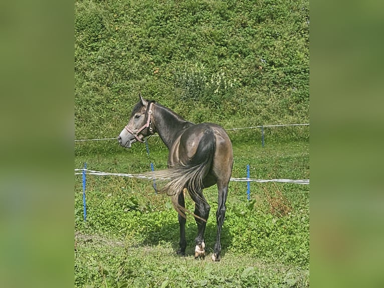 Pura Raza Árabe Semental 4 años 146 cm Tordillo negro in Matt
