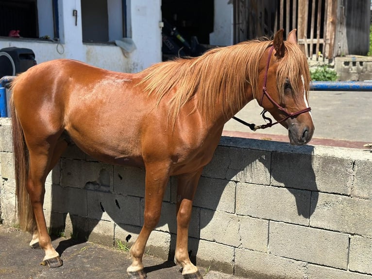 Pura Raza Árabe Semental 4 años 150 cm Alazán in Riegersburg