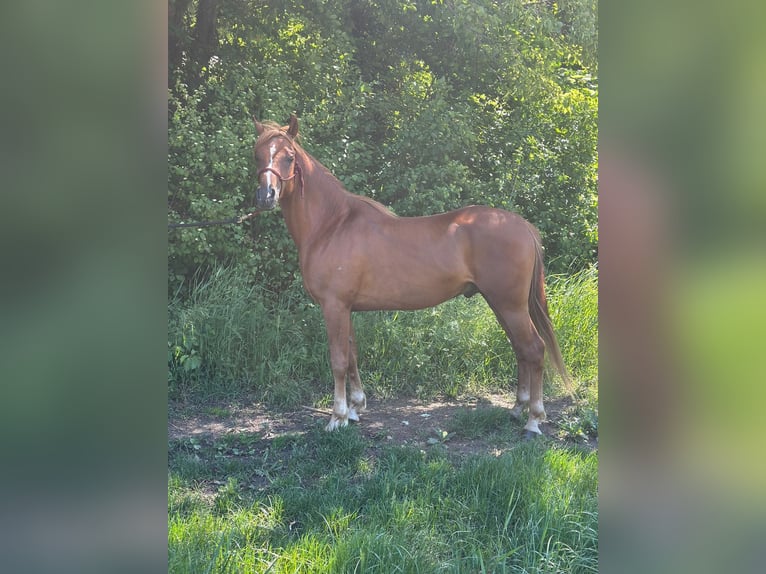 Pura Raza Árabe Semental 4 años 150 cm Alazán in Riegersburg
