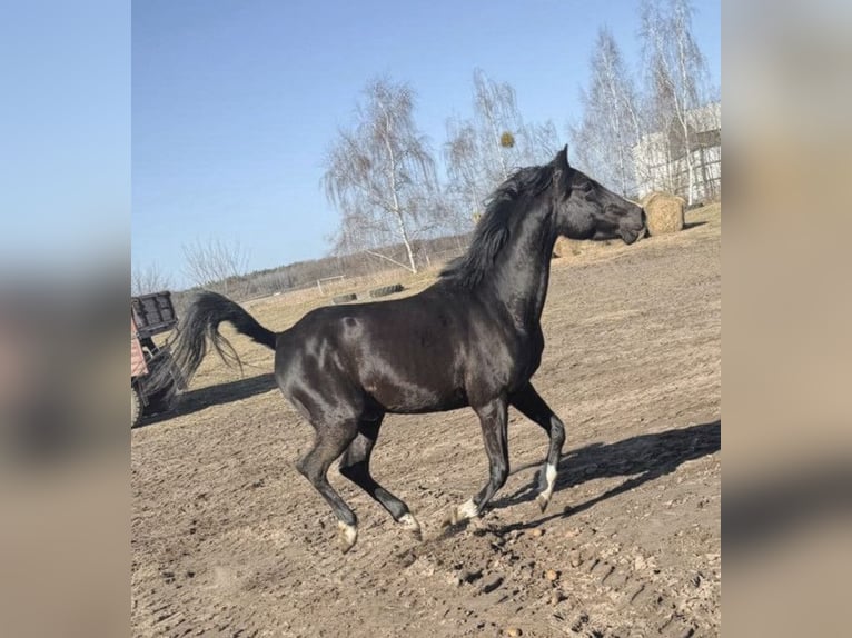 Pura Raza Árabe Semental 4 años 150 cm Negro in LUBISZYN