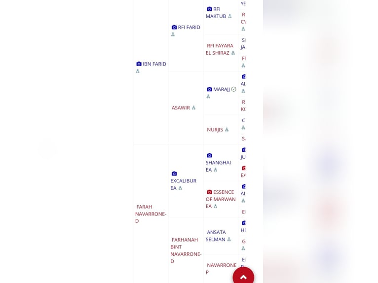 Pura Raza Árabe Semental 4 años 155 cm Tordo in 's-Hertogenbosch