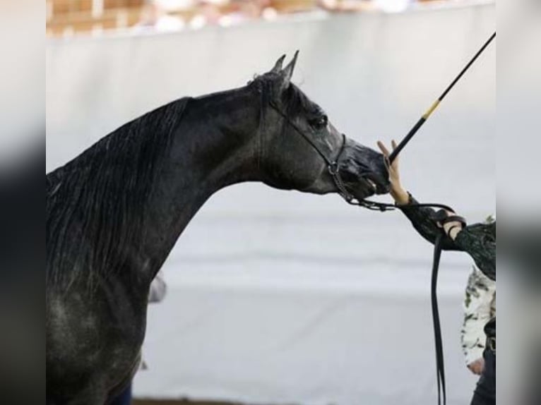 Pura Raza Árabe Semental 4 años 155 cm Tordo in 's-Hertogenbosch