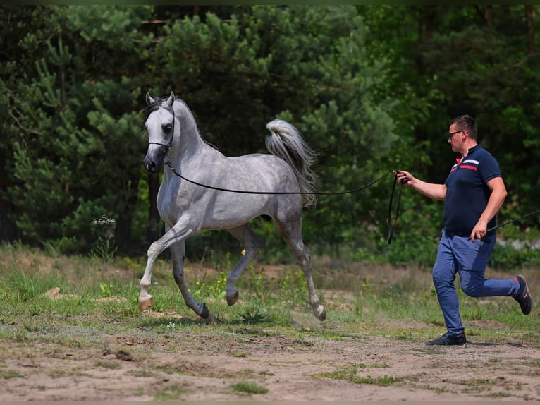 Pura Raza Árabe Semental 4 años 156 cm Tordo in Wielog&#xF3;ra