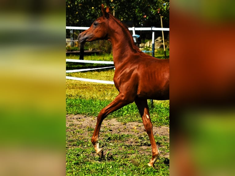 Pura Raza Árabe Semental 4 años Alazán in Aulendorf
