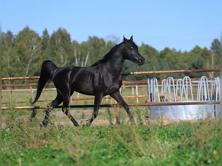 Pura Raza Árabe Semental 5 años 150 cm Negro in Jeżów