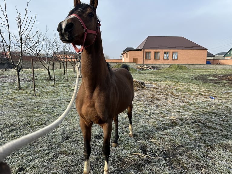 Pura Raza Árabe Semental 6 años 152 cm Alazán-tostado in Нестеровская
