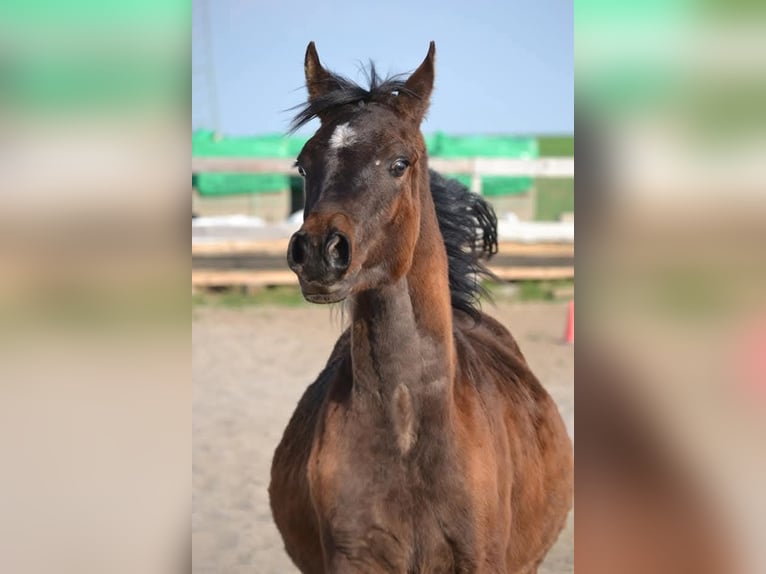 Pura Raza Árabe Semental 6 años 156 cm Morcillo in Hochborn