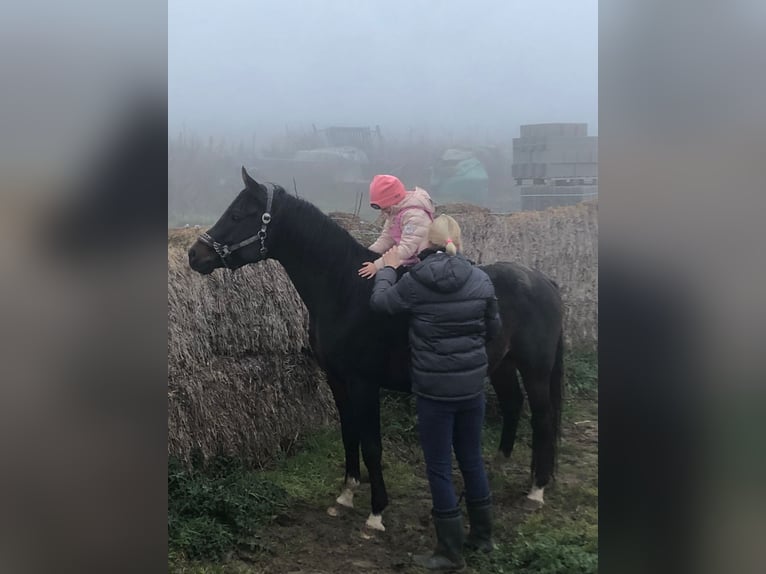 Pura Raza Árabe Semental 6 años 156 cm Morcillo in Hochborn