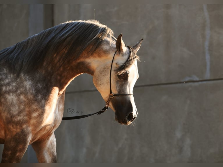 Pura Raza Árabe Semental 6 años 156 cm Tordo in Brescia