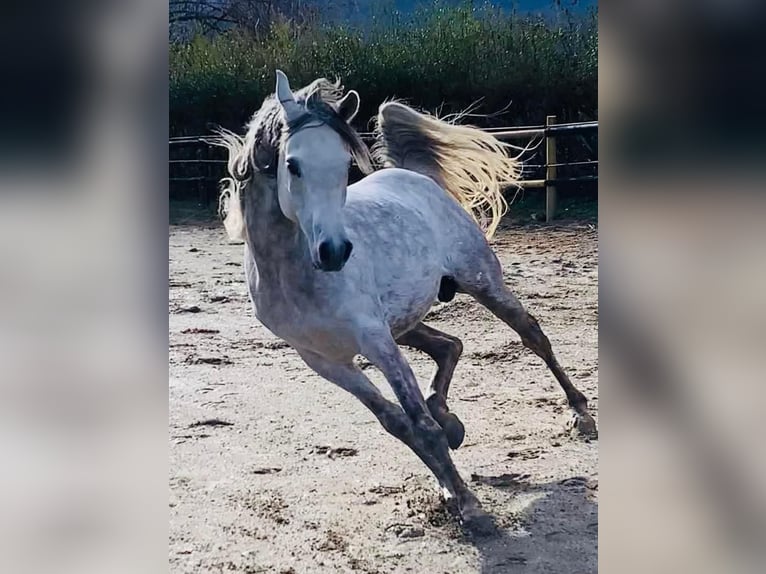 Pura Raza Árabe Semental 6 años 158 cm Tordo rodado in Gentilino