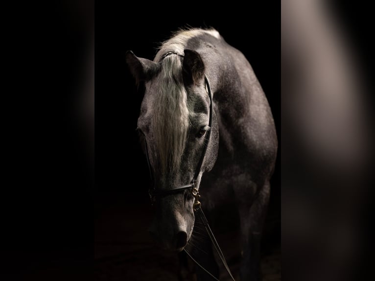 Pura Raza Árabe Semental 6 años 162 cm Tordo in Pobyłkowo Małe