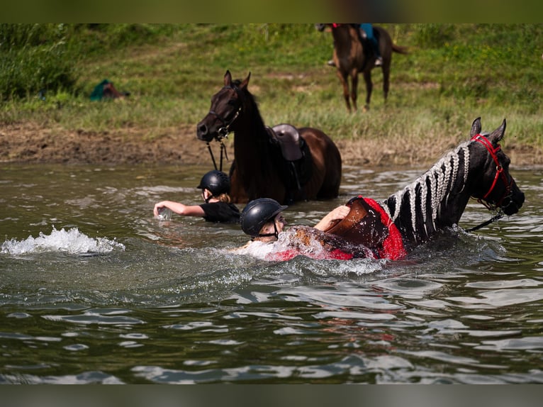 Pura Raza Árabe Semental 6 años 162 cm Tordo in Pobyłkowo Małe